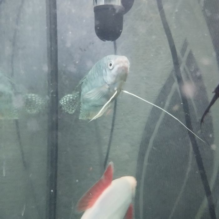 мраморного гурами