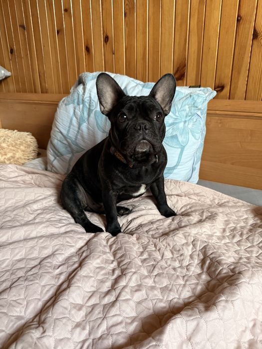 Buldog Francuski