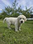Golden Retriever FCI