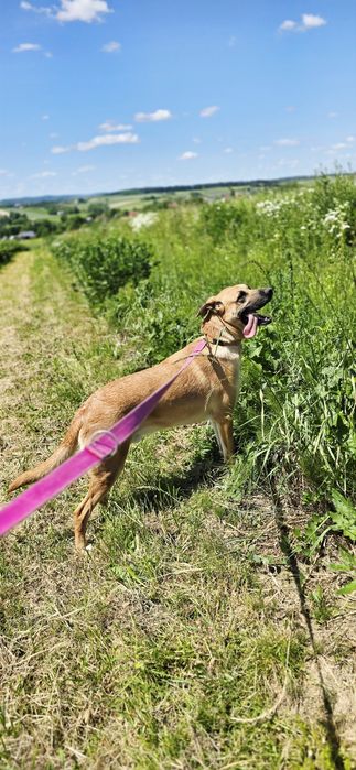 Stanley duże dziecko