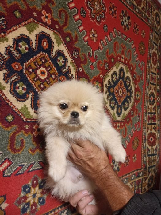 Пекінес шукає родину