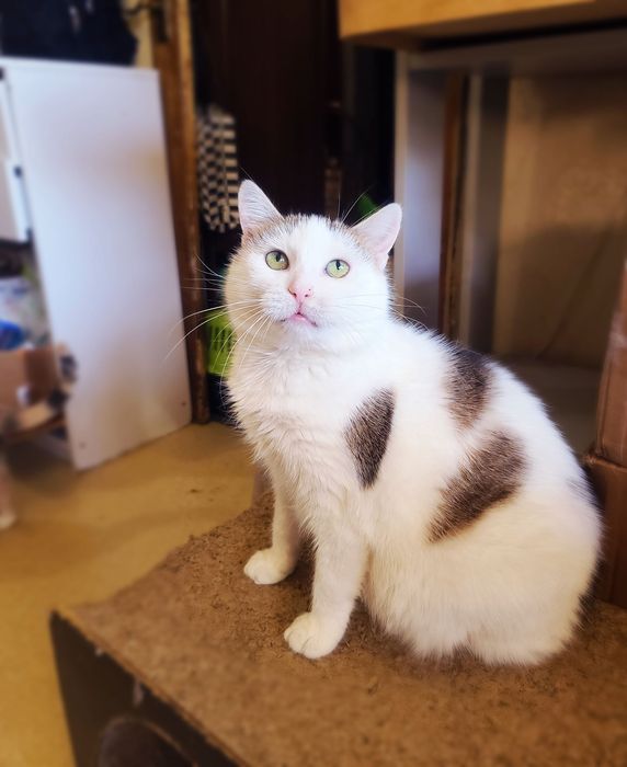 Ніжна кішечка Барбара шукає будинок, 2 роки, кішка, кіт