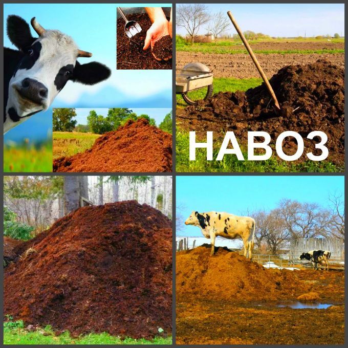 Навоз коровий, конский, козий, свежий и перегной