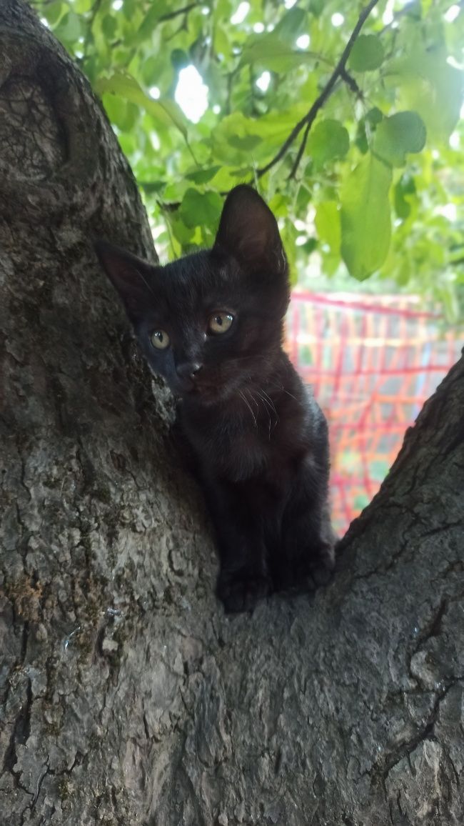 Віддам котенят у добрі руки!
