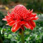 Bastão-do-Imperador - Etlingera elatior (5 sementes)