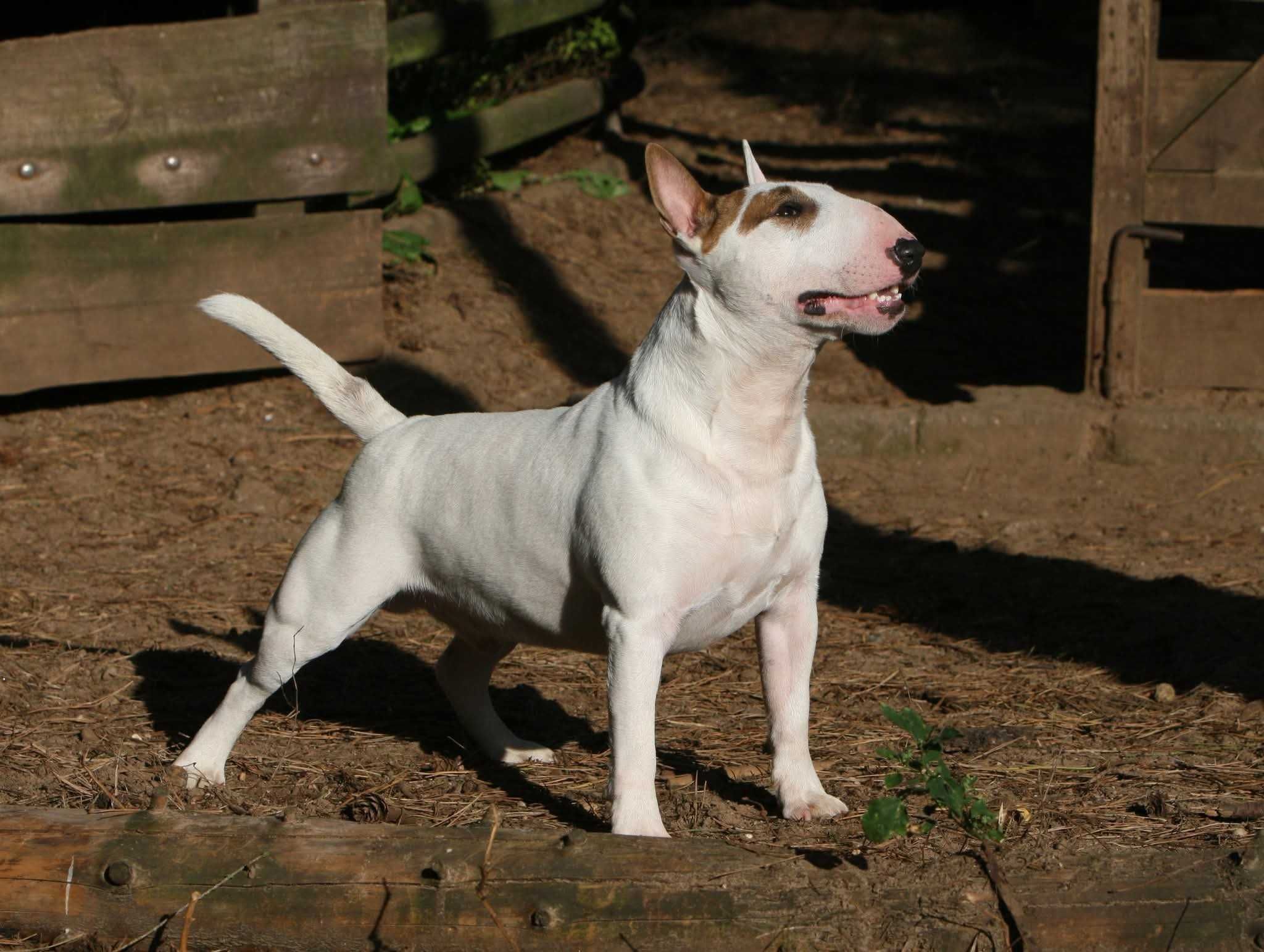 Bulterier miniaturowy, minibull TUTTI FRUTTI