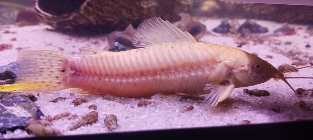 Kirysniki czarnoplamy oraz albinos ok 12cm