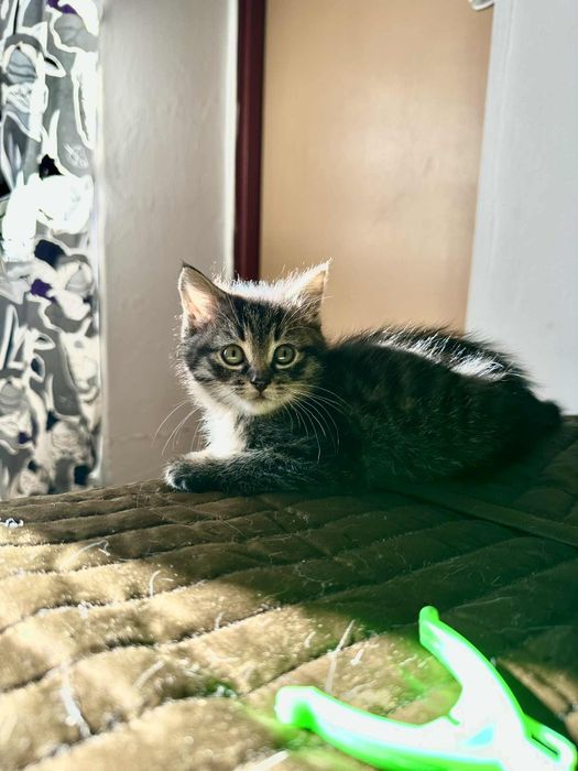dwumiesięczne koty do adopcji