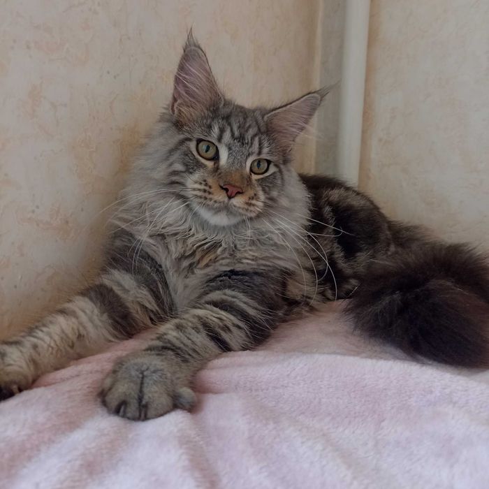 Мейн Кун мальчик котенок