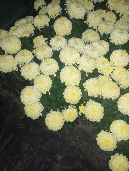 Chryzantemy wielkokwiatowe