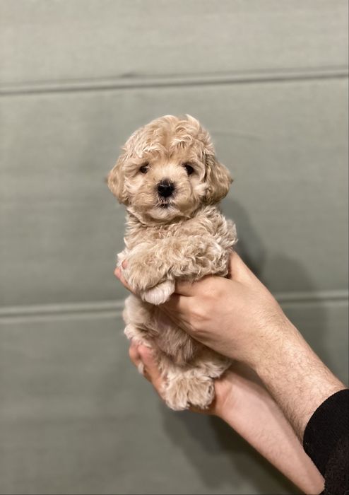 Міні красунчик мальтипу