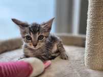 Maleńka Mędrka prosi o dom -kot do adopcji
