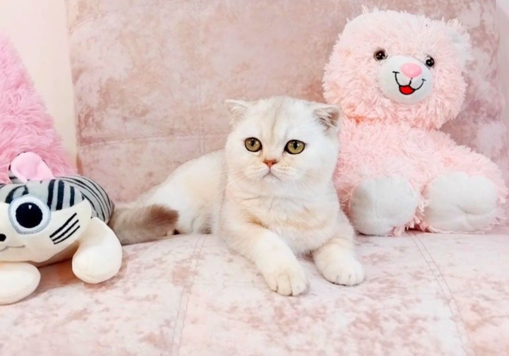 Справжній плюшевий ведмедик Неймовірно лагідна дівчинка