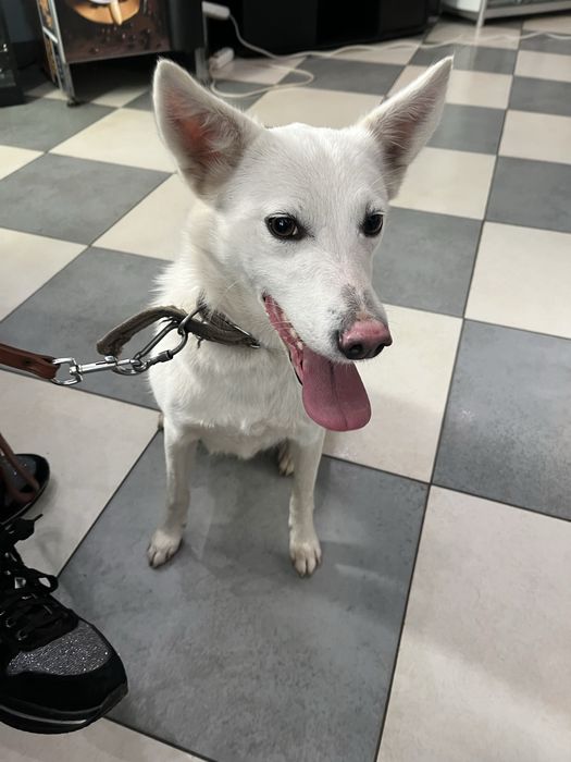 Молода собака, біля року, шукає дім