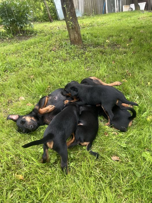 Ядтерʼєр щеннята, три з половиною місяці. ТЕРМІНОВО.