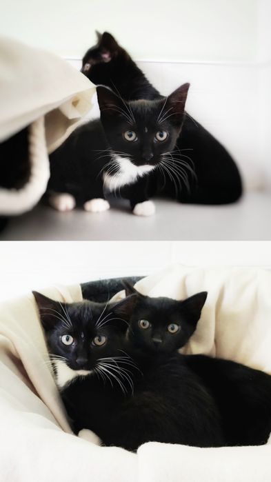 12 tygodniowe kocurki szukają miłości