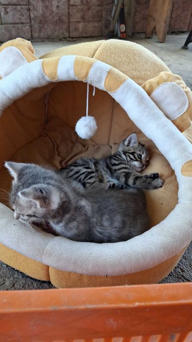 Продаю котят Бенгальские коти тигри