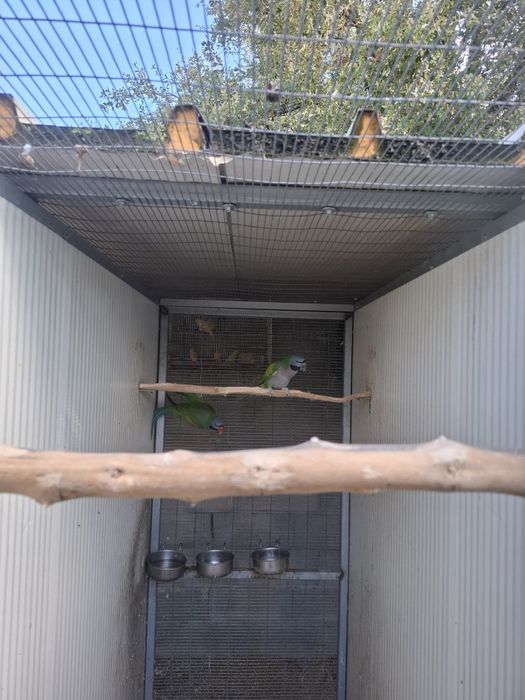 Casal Reprodutor Derbianas