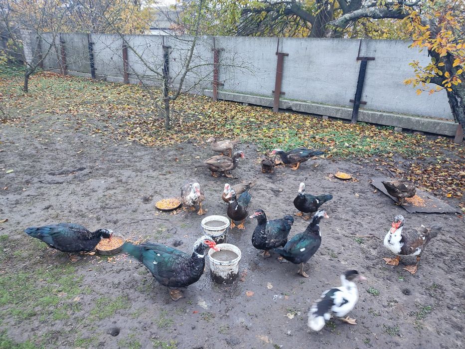 Продам качок шипунів