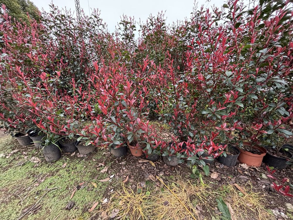 Photinias em vaso