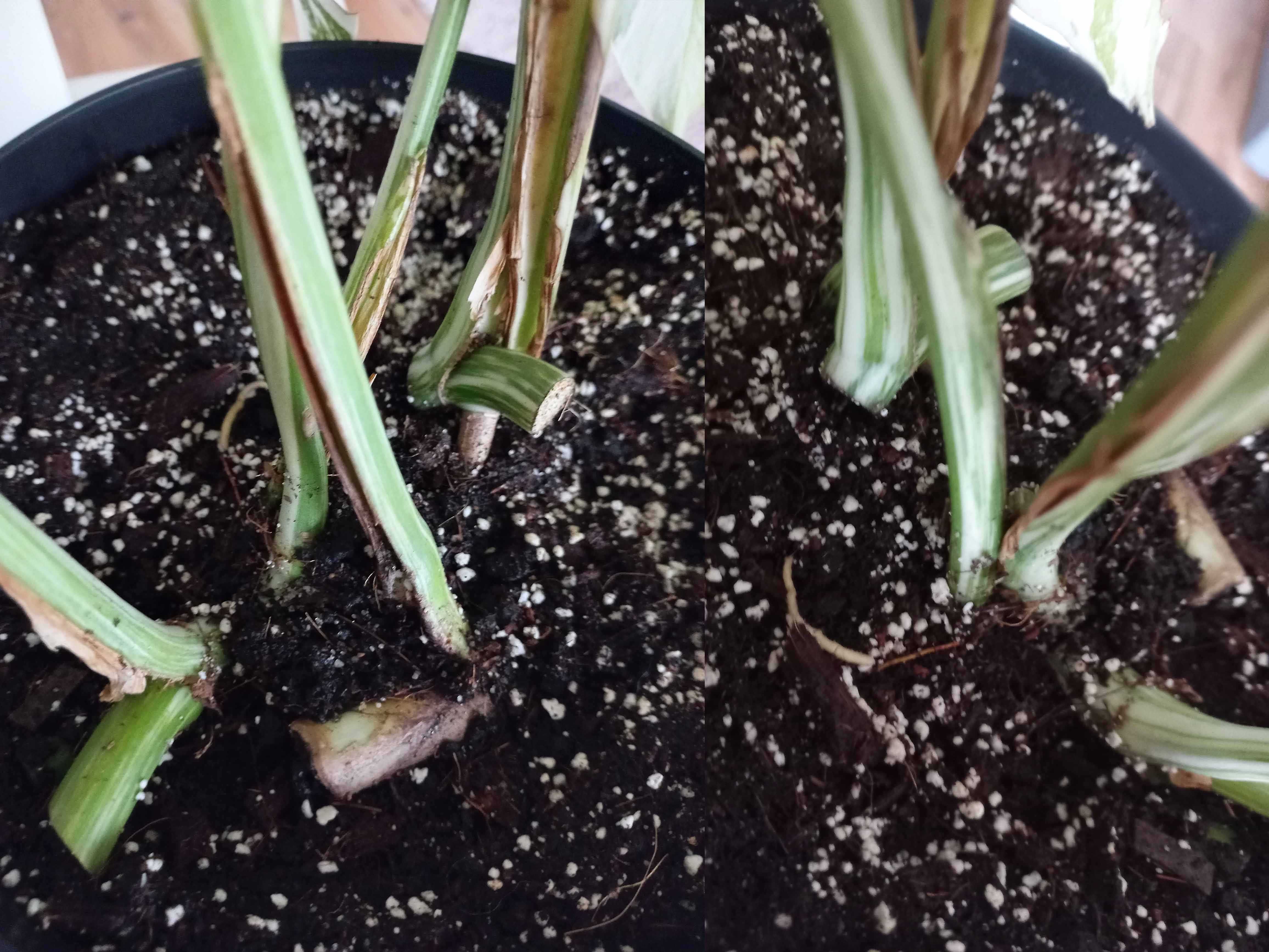 Monstera variegata – 6 sadzonek z dużymi korzeniami w jednej doniczce