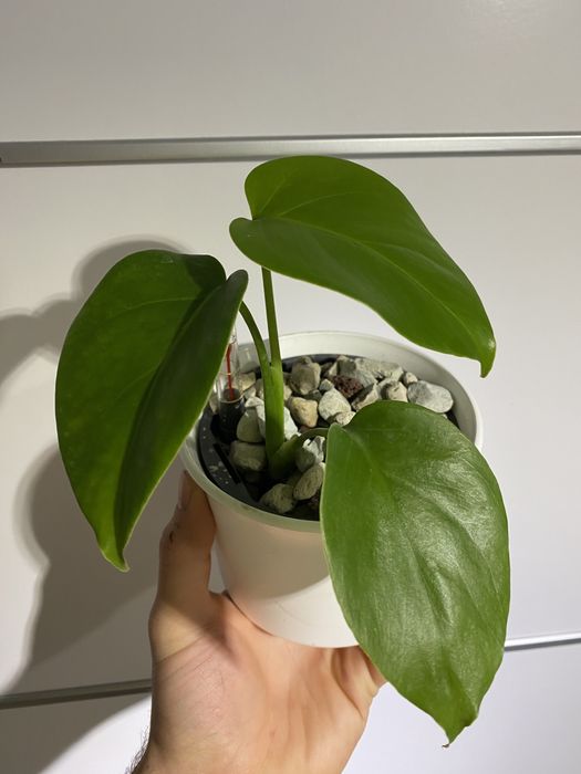 Monstera variegata! Regres! Wysyłka