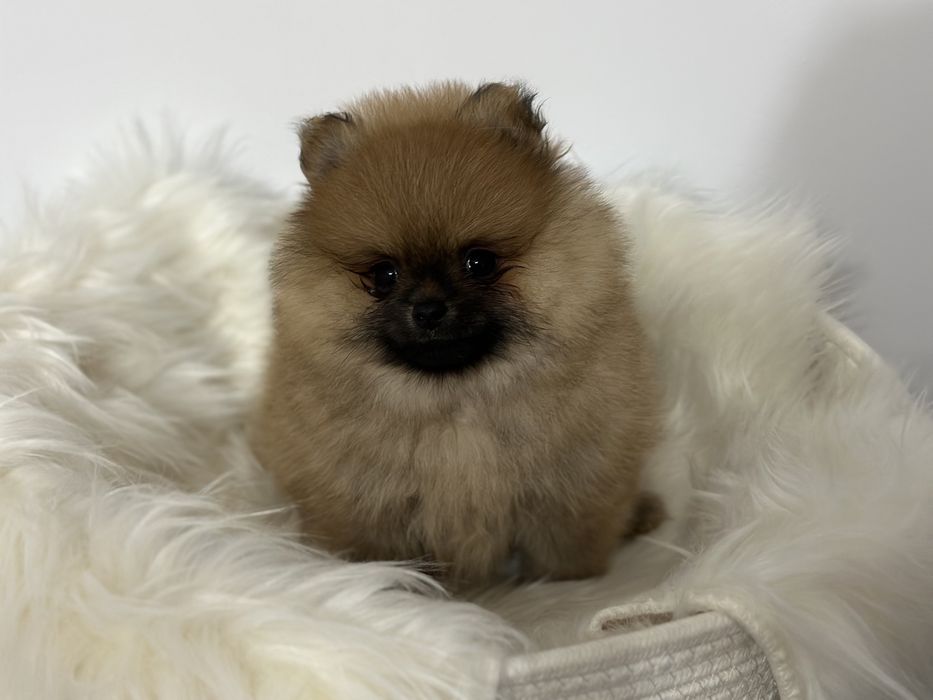 Szpic miniaturowy  Pomeranian FCI rezerwacja