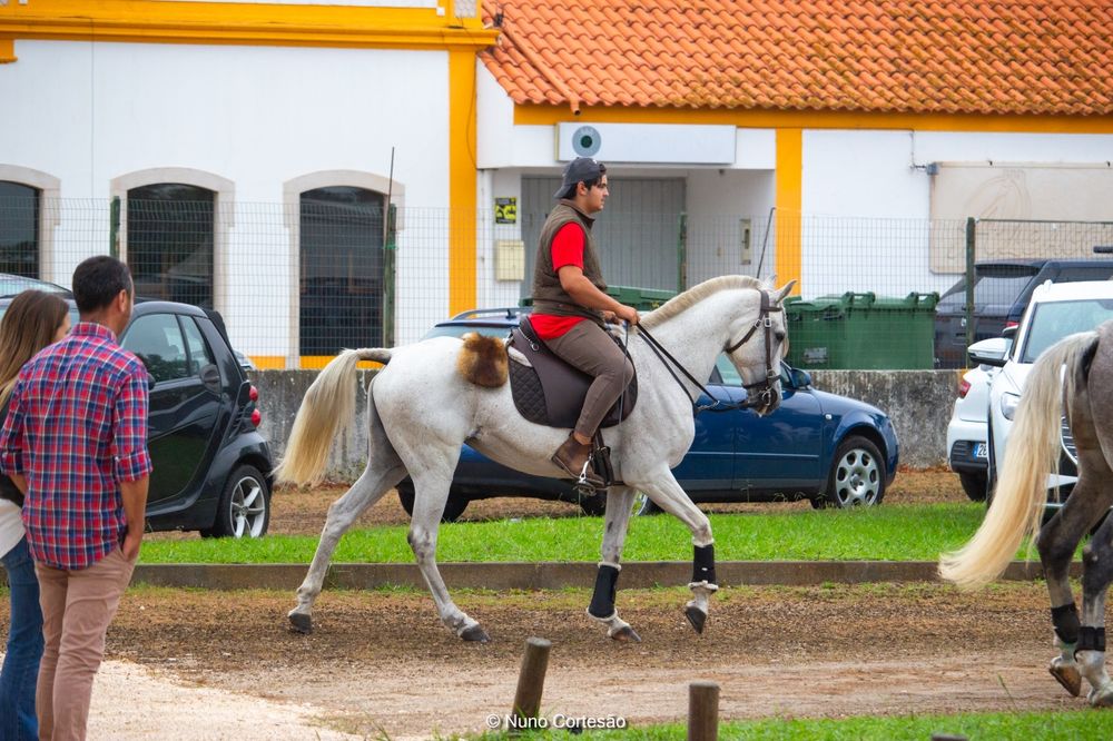 Vendo ou troco Égua  montada