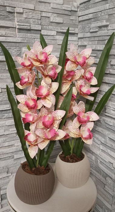 Орхідея декоративна