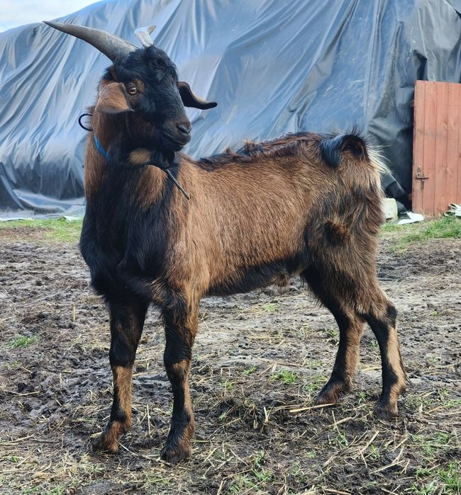 Kozioł anglonubijski