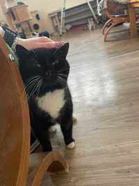 Cudna kotka Toyotka szuka spokojnego i kochającego domu