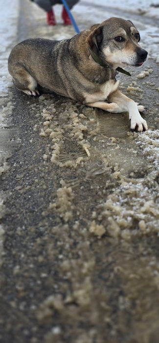 Notti wrażliwa sunia