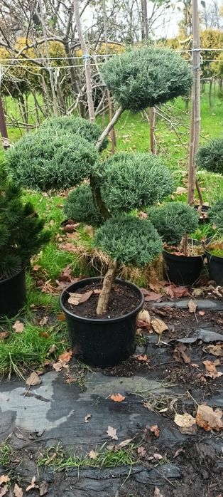 Katalpa,kataloy , bonsai