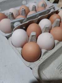 Swojskie jajka 11zł