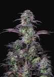 ‼️ 10szt AUTO Blueberry 60 dni THC Nasiona Marihuany Konopie indyjski