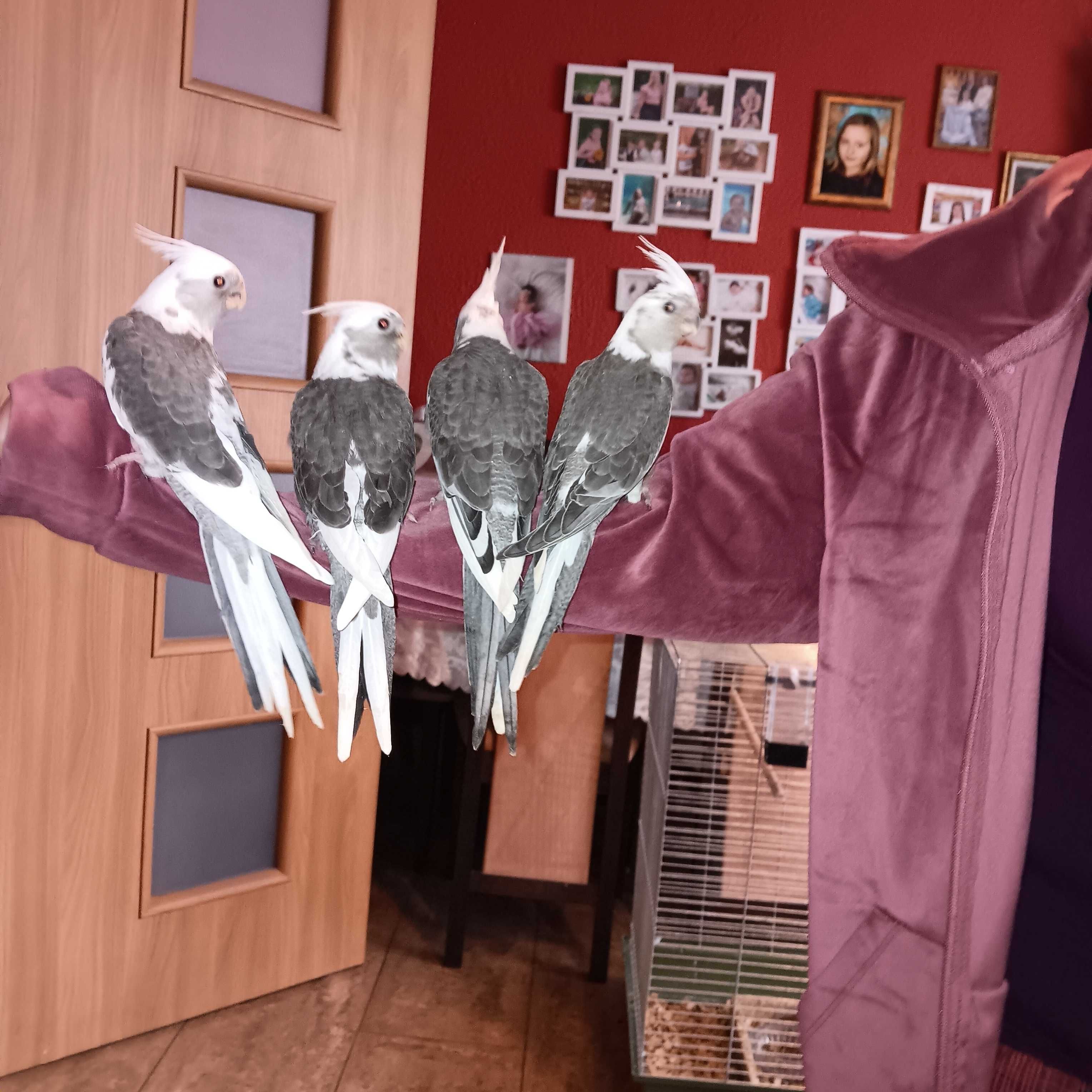 Nimfy ręcznie karmione