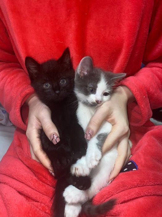 Віддаю безкоштовно котенят