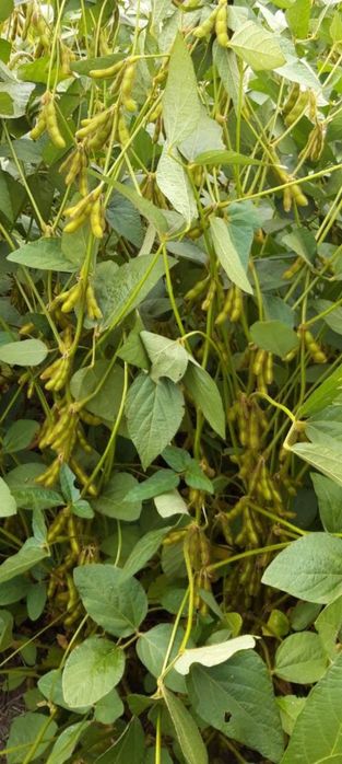 ''PIONER серія''А'' Elit  USA Соя посівна ГМО насіння сої на посів