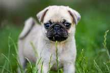 Mops 8 tygodnowy piesek