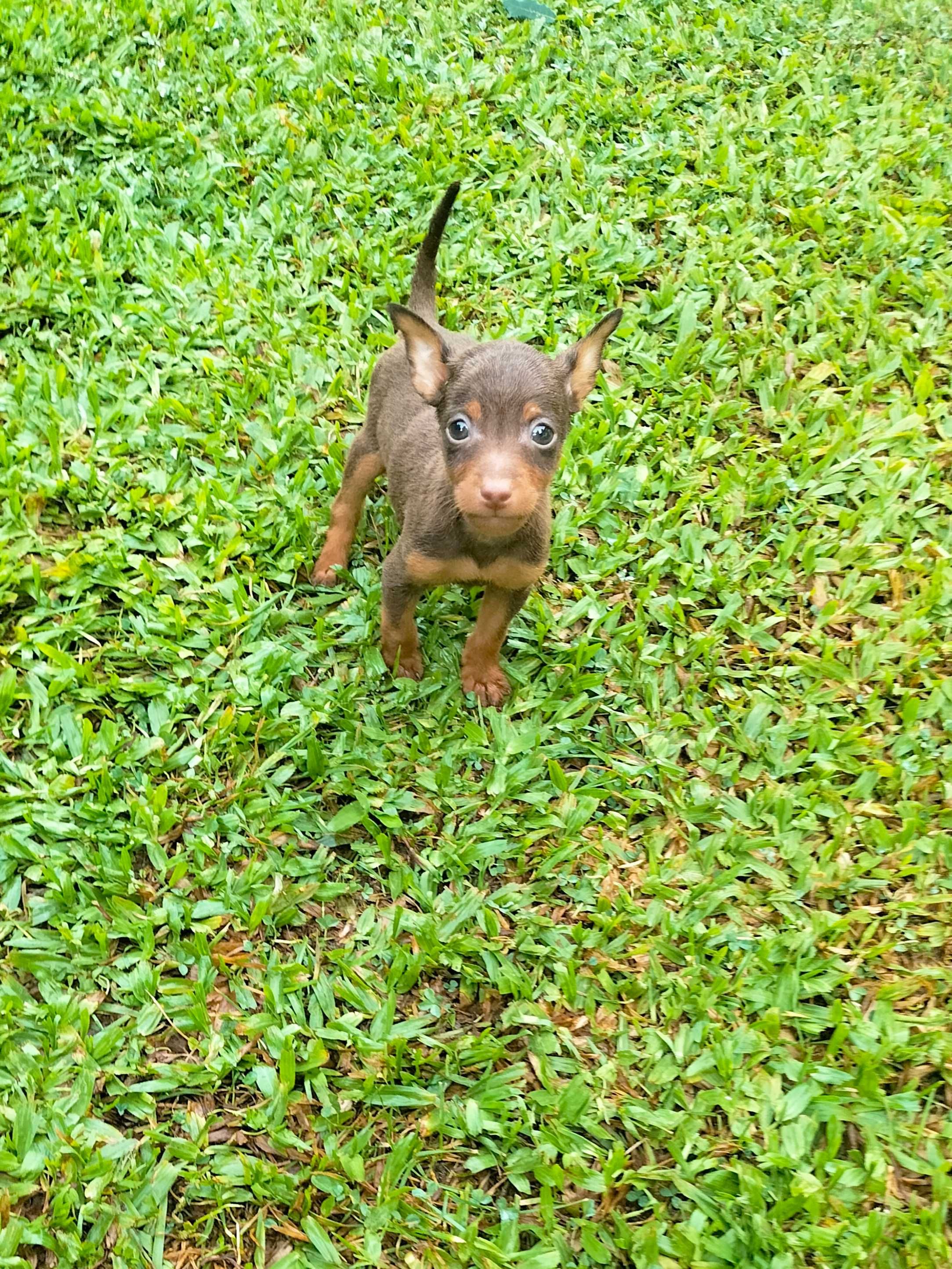 Pinscher chocolate macho