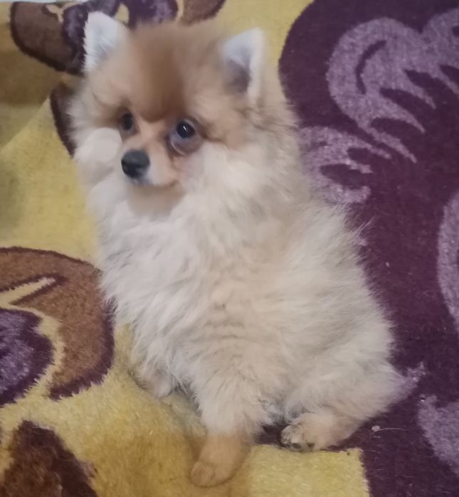 Померанский шпиц