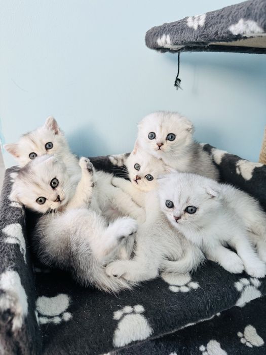 Шиншили. Веслоухі і прямовухі. Скотіш Страйт і Фолд