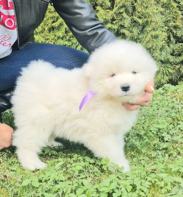 Samoyed szczenię z rodowodem