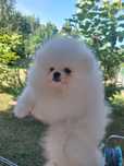 Pomeranian biały piesek