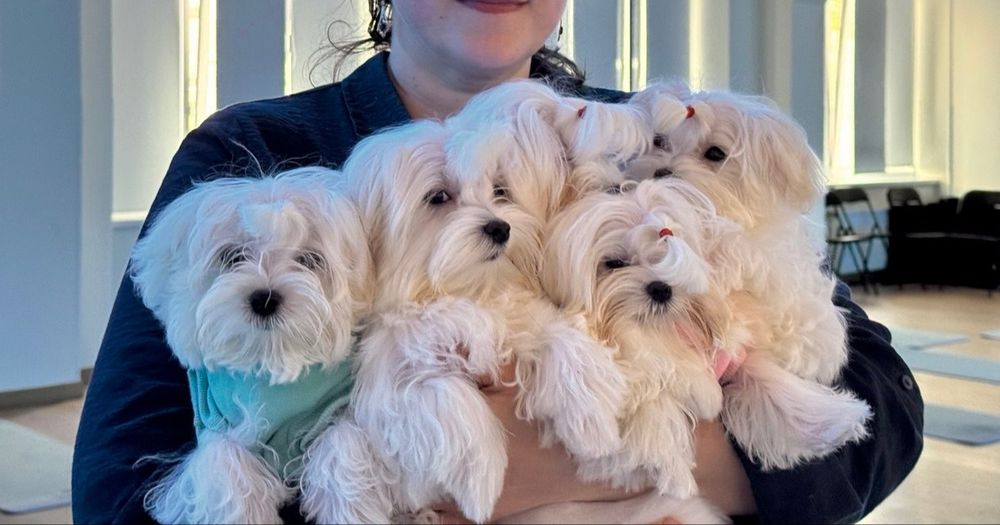 Найкращі Хлопчики Мальтезе КСУ/FCI