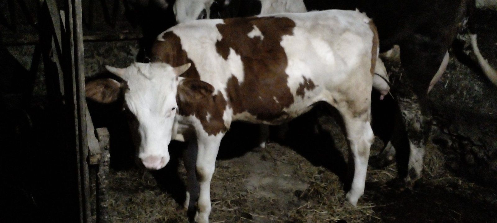 Продам ялівку від дуже молочної корови +380683375881