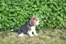 Beagle, piesek z rodowodem