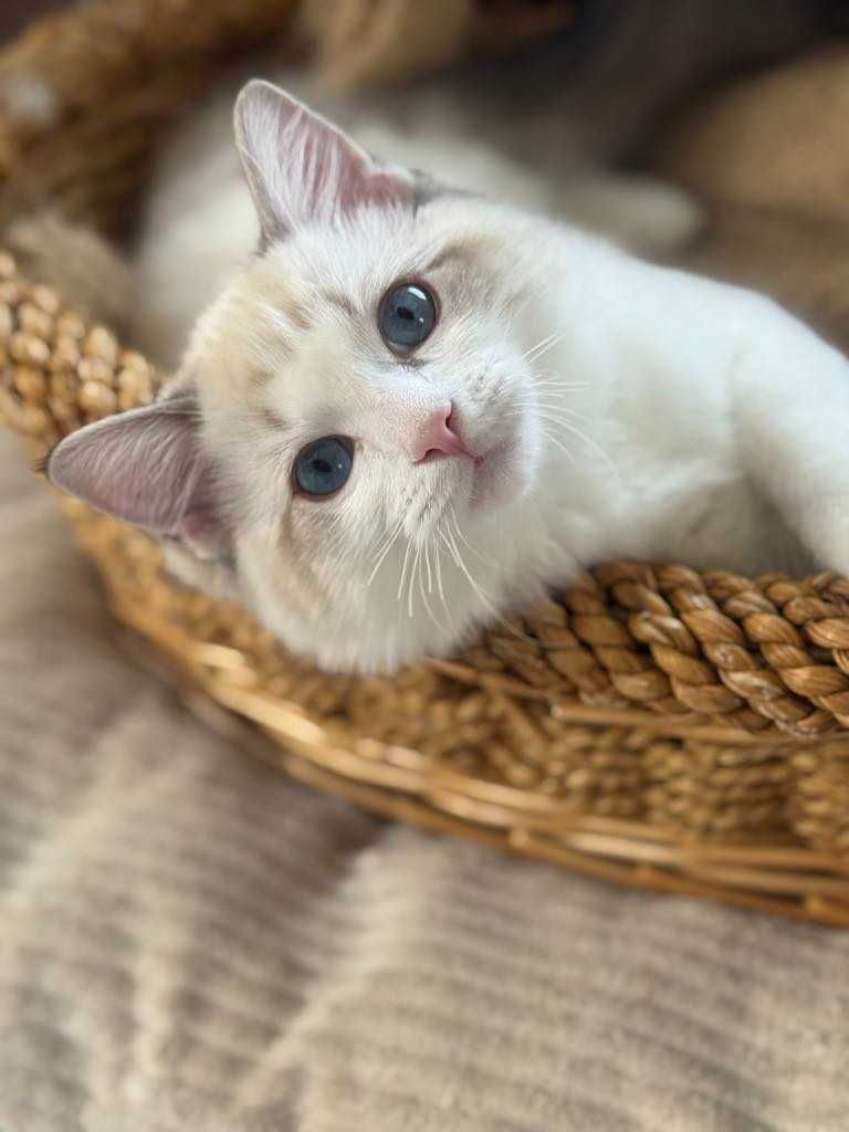 Kocurek Ragdoll pręgowany seal bicolour