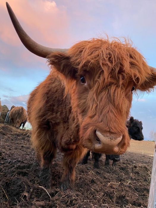 Krowy, highland cattle, bydło szkockie