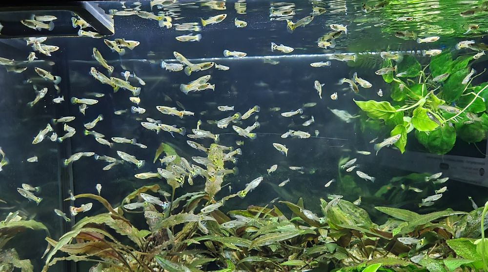 gupiki różnokolorowe, pawie oczko